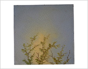Hand Painted Tiles with Design of the Nature Scene