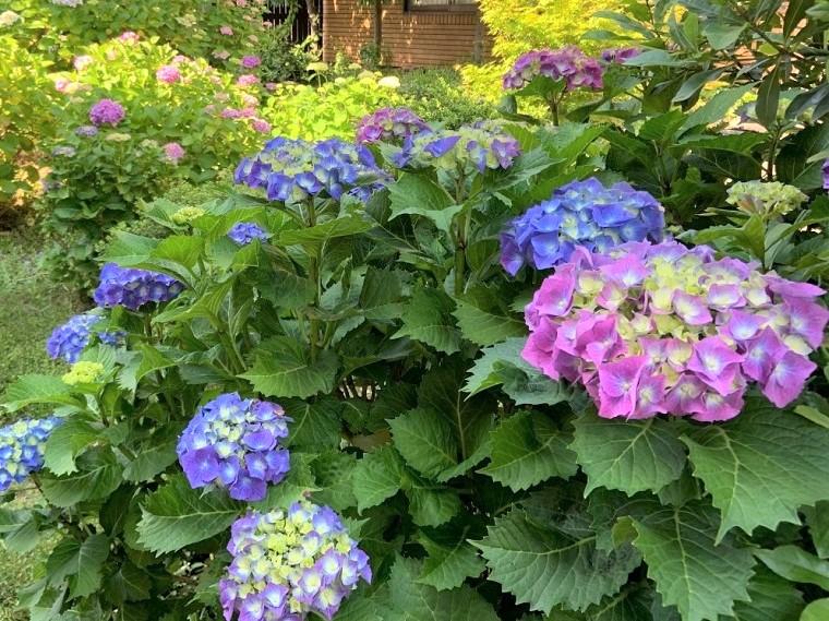 Hydrangea