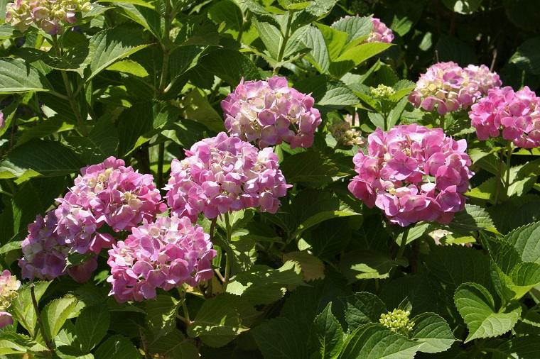 Hydrangea