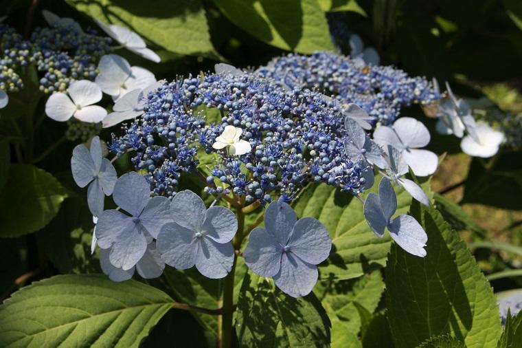 Hydrangea