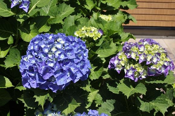 Hydrangea