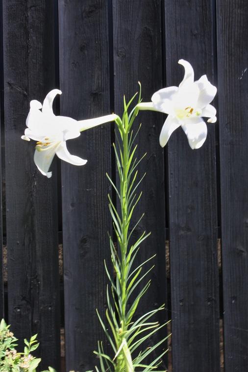 Formosan lily