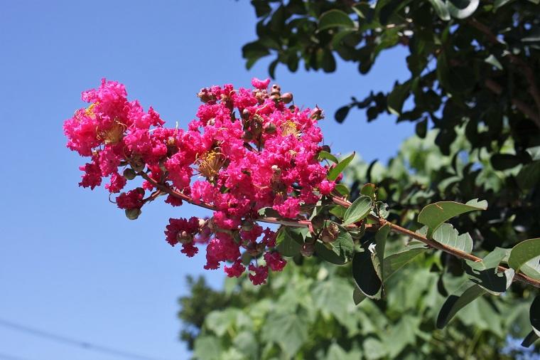 Crape myrtle