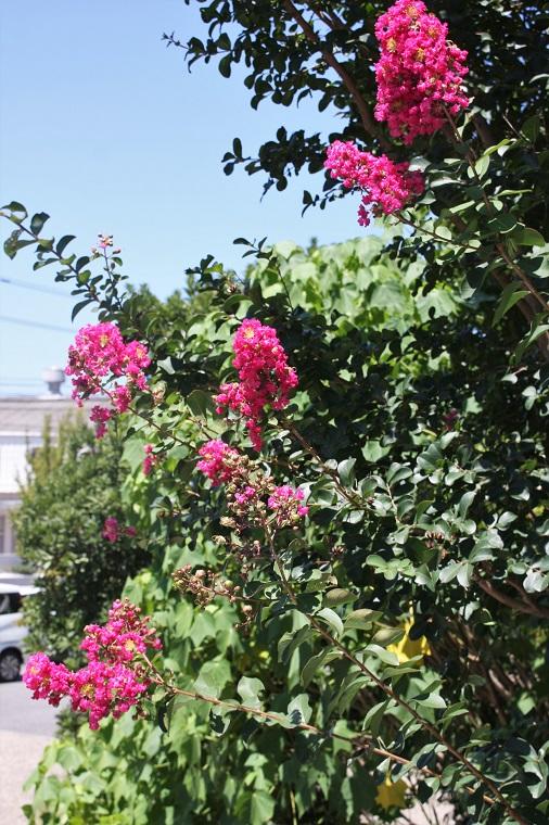 Crape myrtle