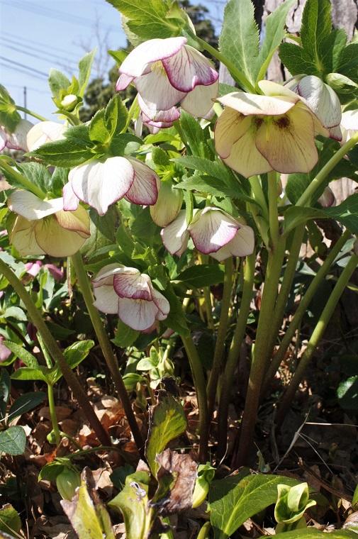 Christmas rose