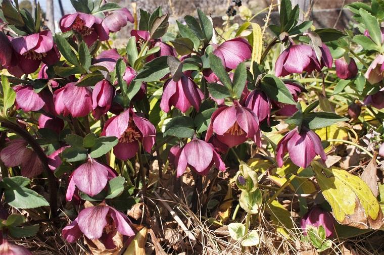 Christmas rose