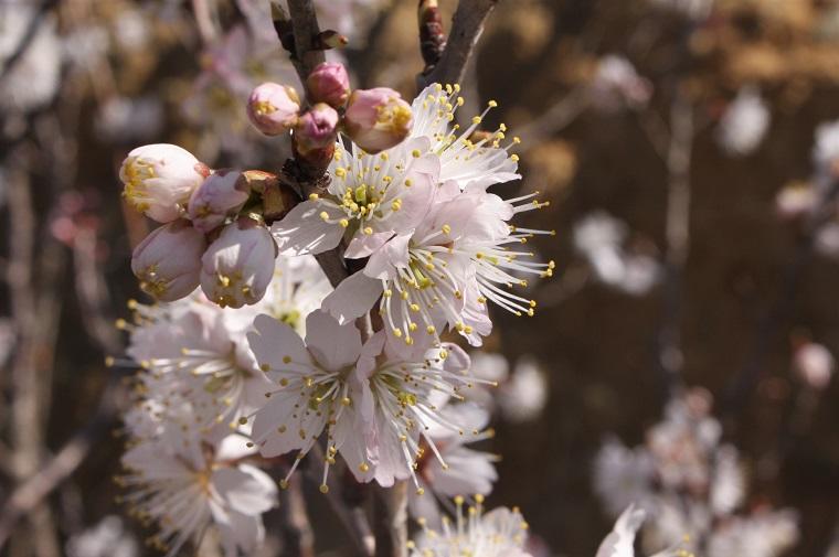 Plants at the INAX MUSEUMS  = March =
