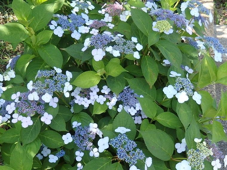 Hydrangea macrophylla