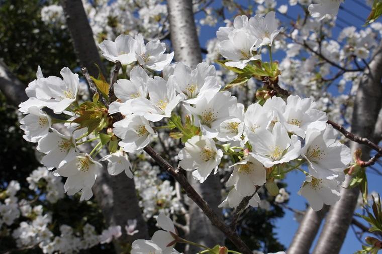 山桜