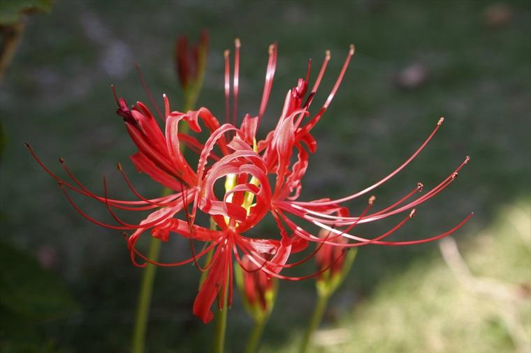 ミュージアムの植物 9月<br>ヒガンバナ、タマスダレ他
