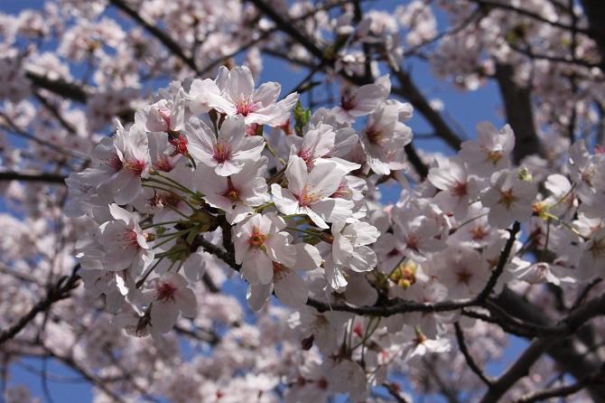 ミュージアムの植物 3月<br> サクラ、コブシ、シャガ 、リキュウバイ