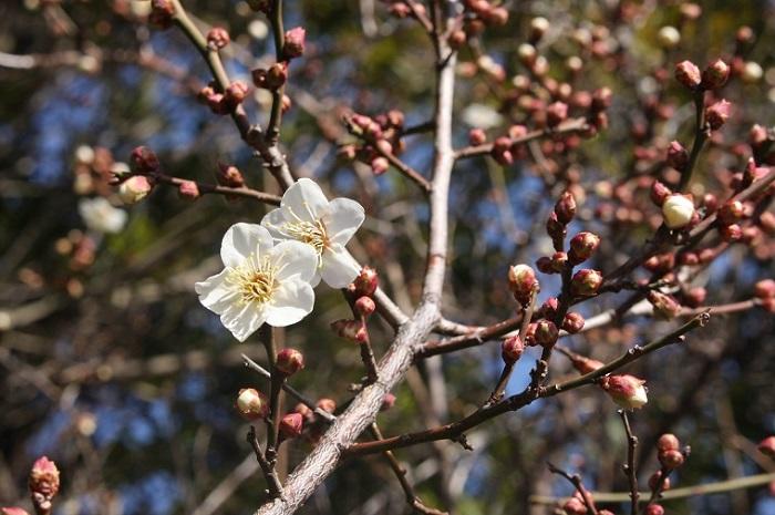 ミュージアムの植物 2月<br>ウメ、スイセン、ツバキ他