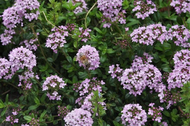 ミュージアムの植物 4月<br>クリーピングタイム、ブルーベリー 他