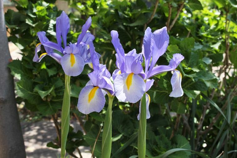 ミュージアムの植物 4月<br>アイリス、ウツギ、シラン 他