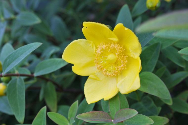 ミュージアムの植物 5月<br>ヒメシャラ、ヒメイワダレソウ 他