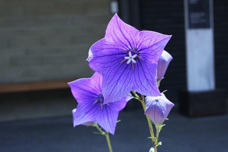 ミュージアムの植物 6月<br>アカンサス、キキョウ他