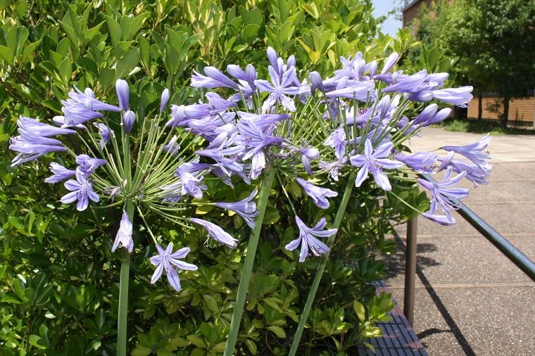 ミュージアムの植物 7月<br>アガパンサス、アベリア他