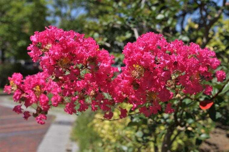 ミュージアムの植物 8月<br>サルスベリ、タカサゴユリ他