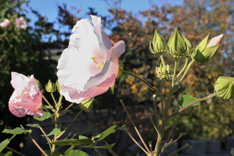 ミュージアムの植物 10月<br>スイフヨウ、アメジストセージ