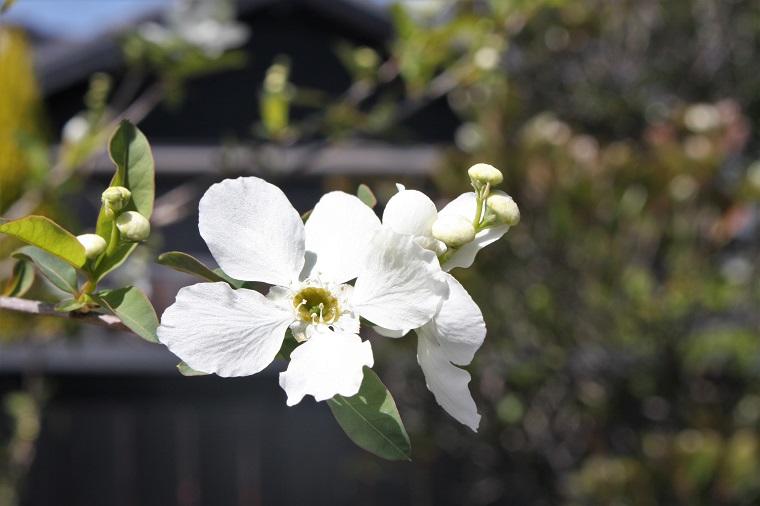 ミュージアムの植物 3月<br>利休梅、雪柳 他