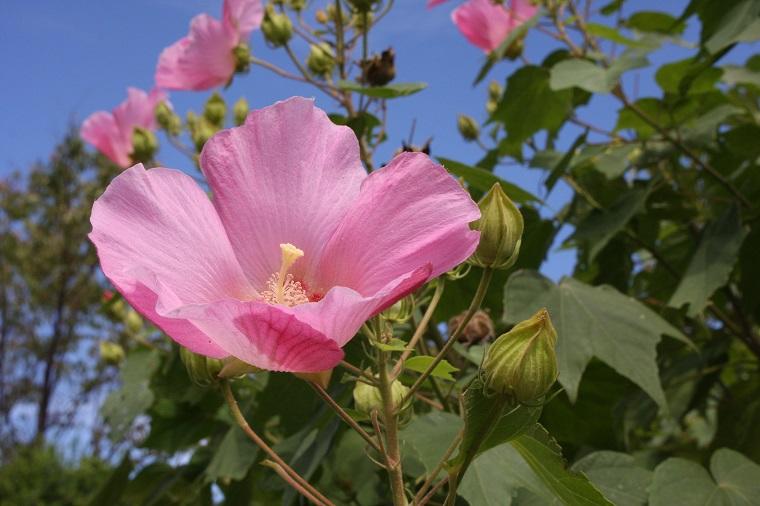 芙蓉