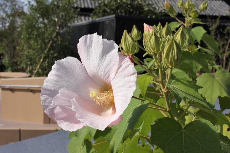 ミュージアムの植物 9月<br>芙蓉、酔芙蓉、彼岸花