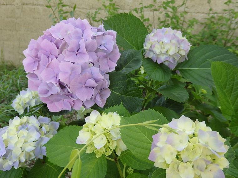 ミュージアムの植物 <br><アジサイ、ガクアジサイ>